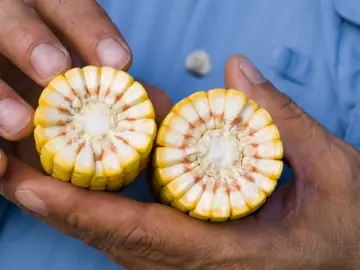 Maíz transgénico de Monsanto Maíz transgénico de Monsanto