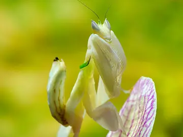 Mantis orquídea Mantis orquídea