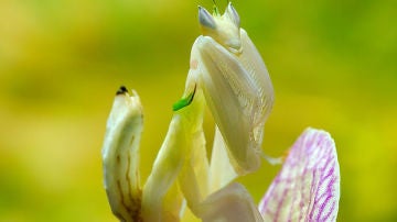 Mantis orquídea