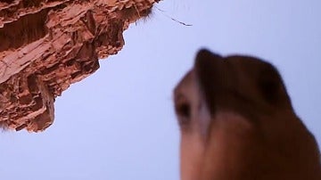 El águila, tras robar la cámara