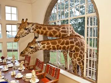 Jirafas Rothschild Jirafas Rothschild