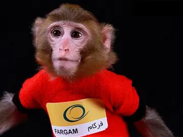 Fargam, el segundo macaco que Irán lanza al espacio Fargam, el segundo macaco que Irán lanza al espacio