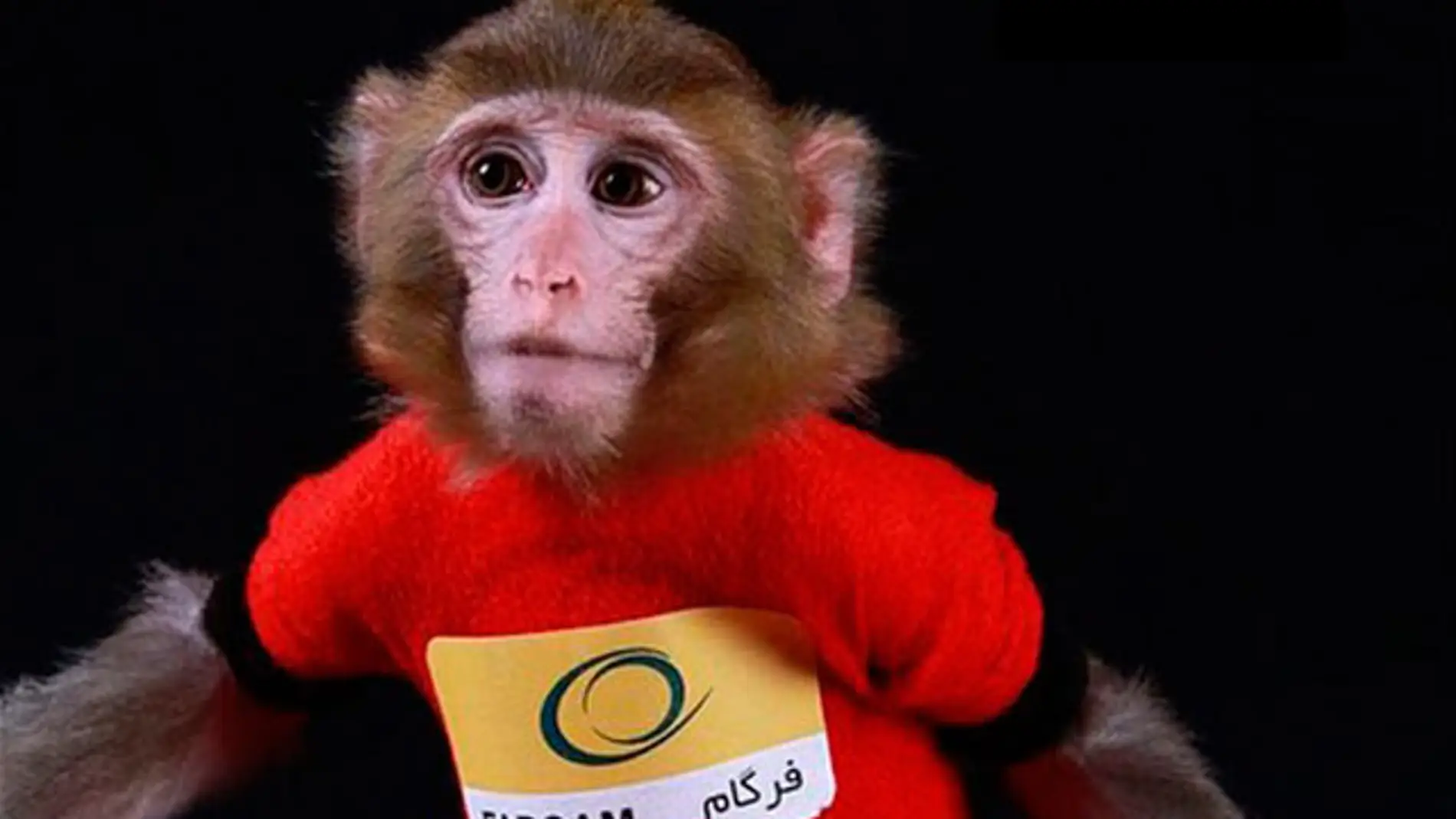 Fargam, el segundo macaco que Irán lanza al espacio