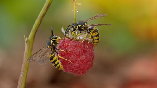 Avispas sobre una frambuesa Avispas sobre una frambuesa