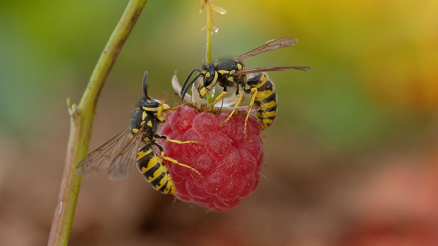 Avispas sobre una frambuesa