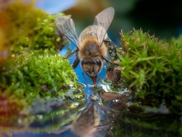 Una abeja bebe agua