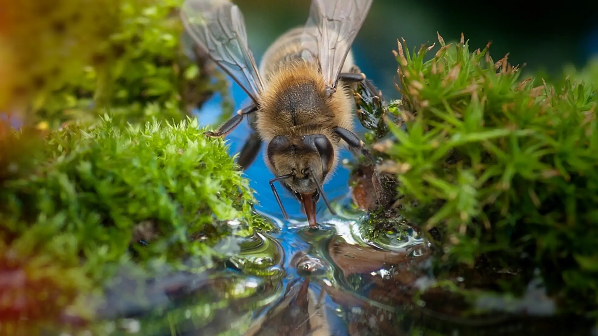 Una abeja bebe agua