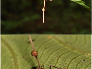 Hormigas zombie infectadas por ophiocordyceps unilateralis