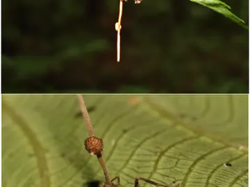 Hormigas zombie infectadas por ophiocordyceps unilateralis Hormigas zombie infectadas por ophiocordyceps unilateralis
