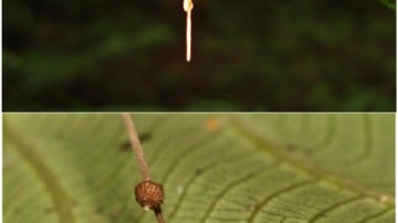 Hormigas zombie infectadas por ophiocordyceps unilateralis