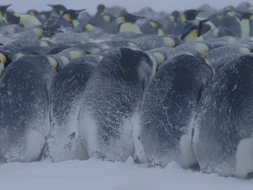 Un grupo de pingüinos emperador soportando temperaturas extremas Un grupo de pingüinos emperador soportando temperaturas extremas