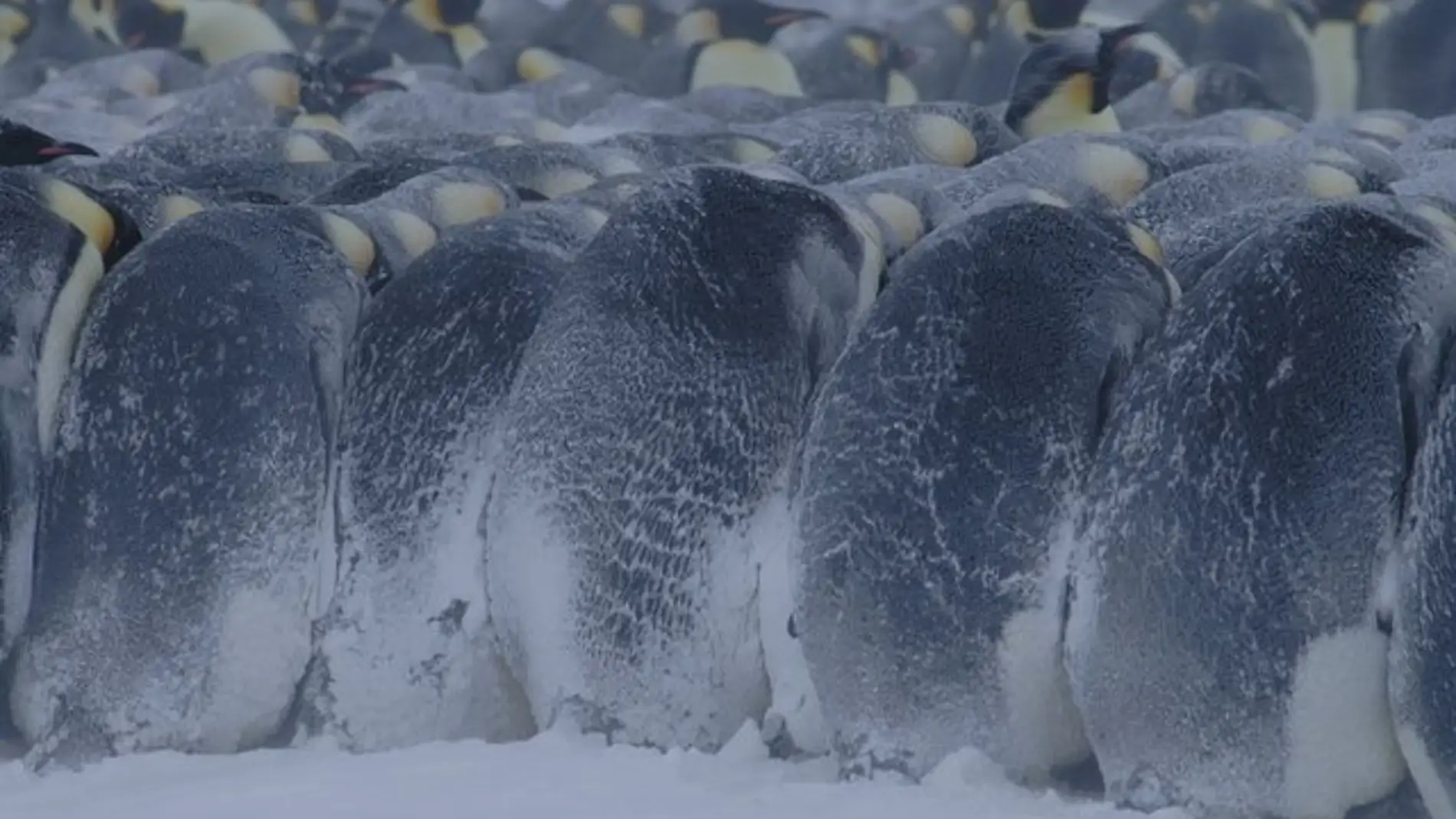 Un grupo de pingüinos emperador soportando temperaturas extremas