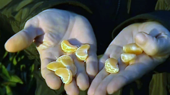 Mandarinas por uvas: el cambio propuesto por los agricultores de Castellón para Nochevieja Mandarinas por uvas: el cambio propuesto por los agricultores de Castellón para Nochevieja