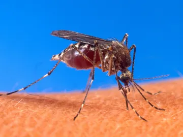 Mosquito transmisor del dengue Mosquito transmisor del dengue