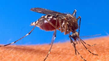 Mosquito transmisor del dengue