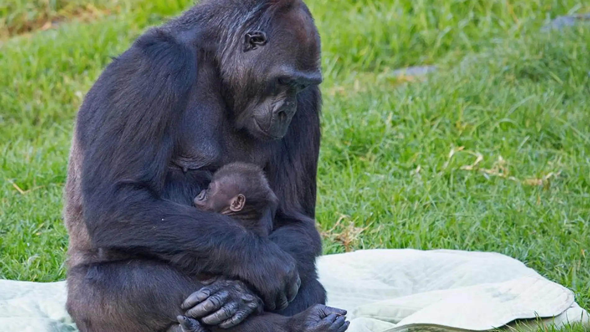 Abuela gorila zoo de San Francisco