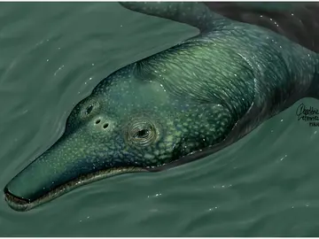 Una tortuga gigante con un hocico sin igual Una tortuga gigante con un hocico sin igual