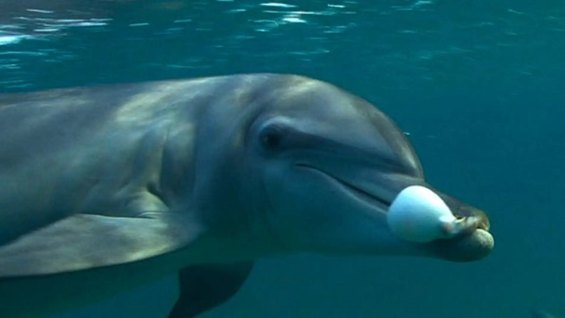 Un delfín agarra con la boca un pez globo 