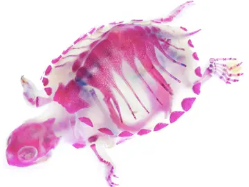 Tortuga Tortuga