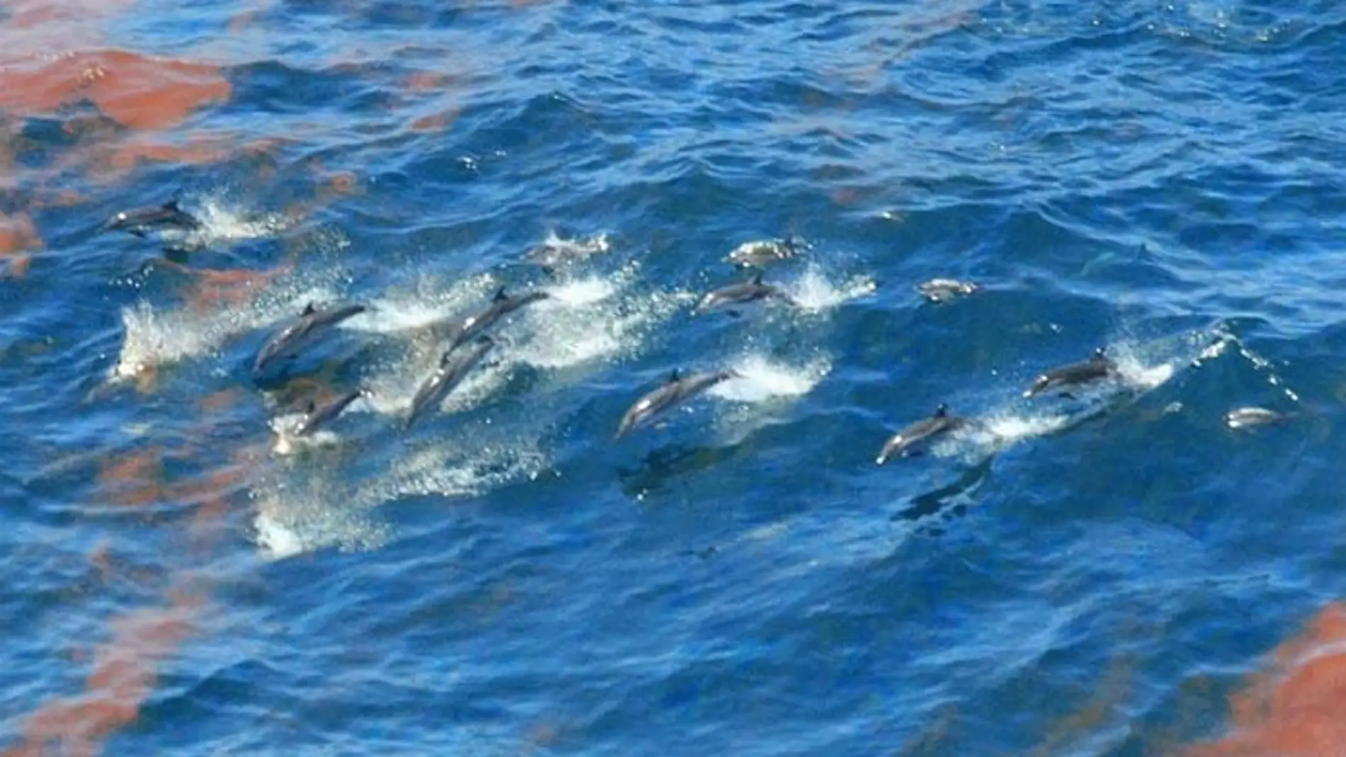 La mitad de los cetáceos analizados, con pronóstico grave
