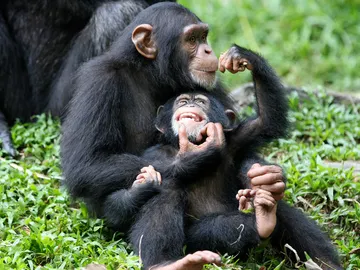 Chimpancés Chimpancés