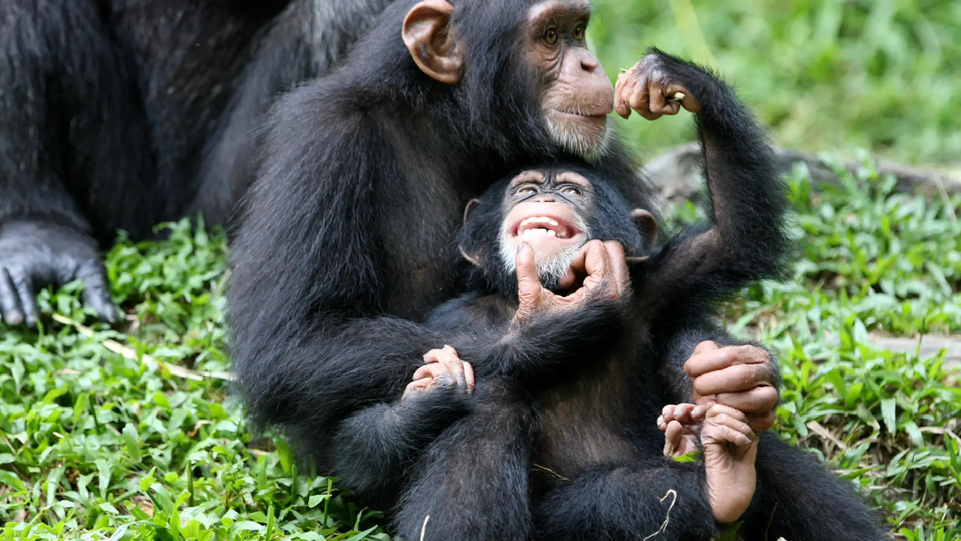 Los chimpancés muestran diferencias de género en su comportamiento desde la infancia.