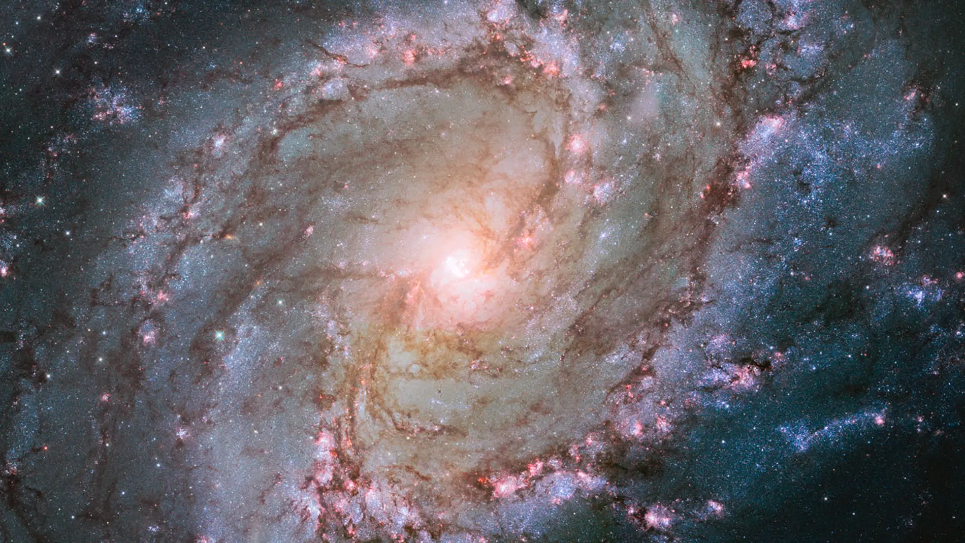Imagen de la galaxia Messier 83 conocida como galaxia del molinillo austral, sede de un gran número de explosiones de supernovas y que, además, parece tener un doble núcleo