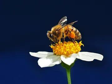 Abeja Abeja