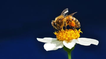 A Europa le falta un tercio de abejas necesarios para biocarburantes
