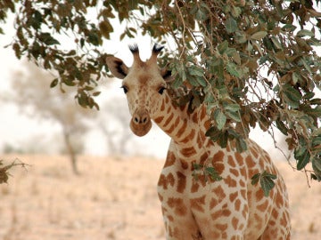 Imagen de una jirafa de África Occidental
