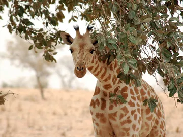 Imagen de una jirafa de África Occidental Imagen de una jirafa de África Occidental