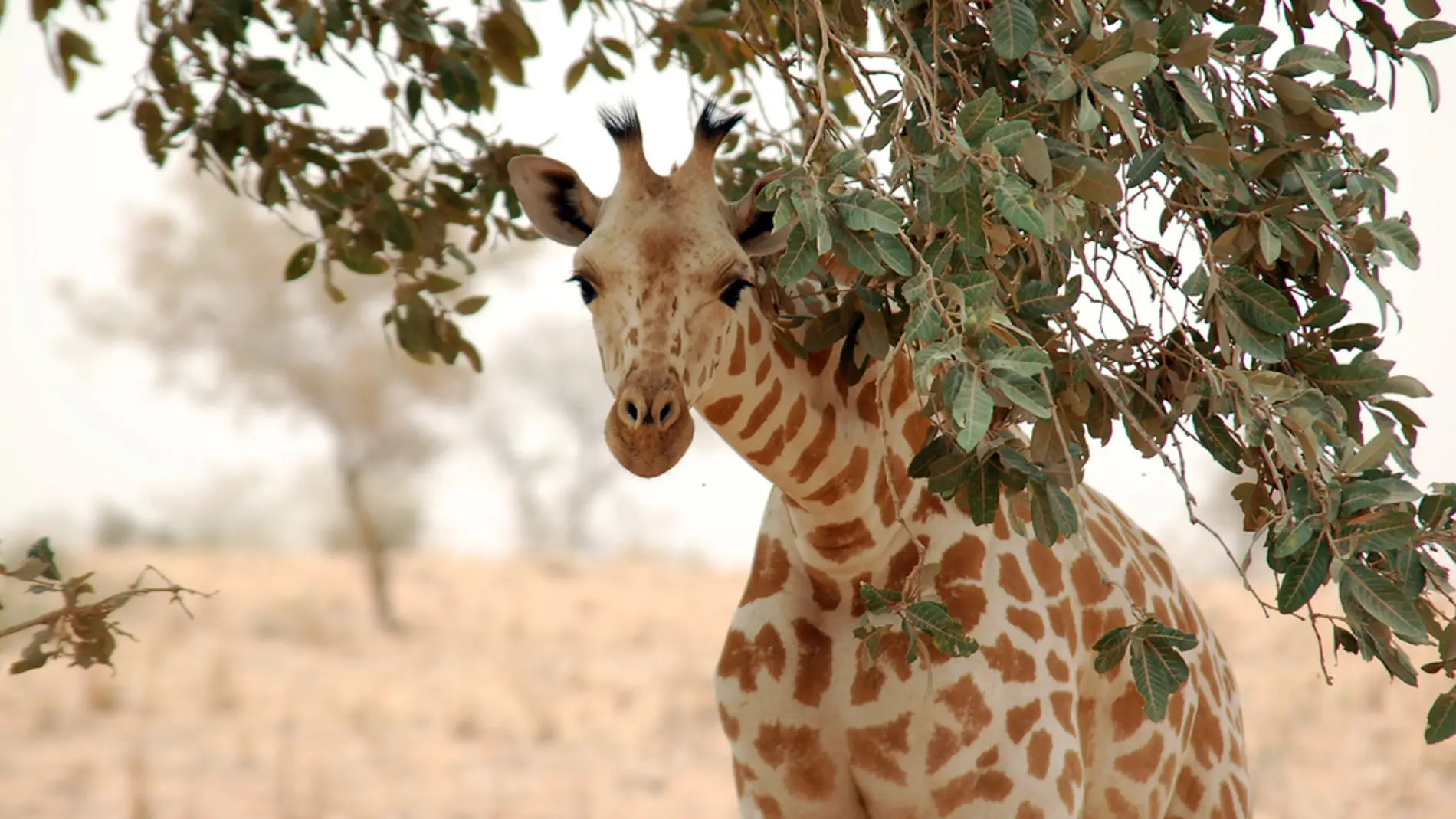 Imagen de una jirafa de África Occidental