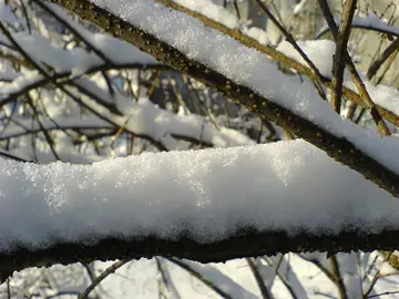 Nieve sobre la rama de un árbol Nieve sobre la rama de un árbol