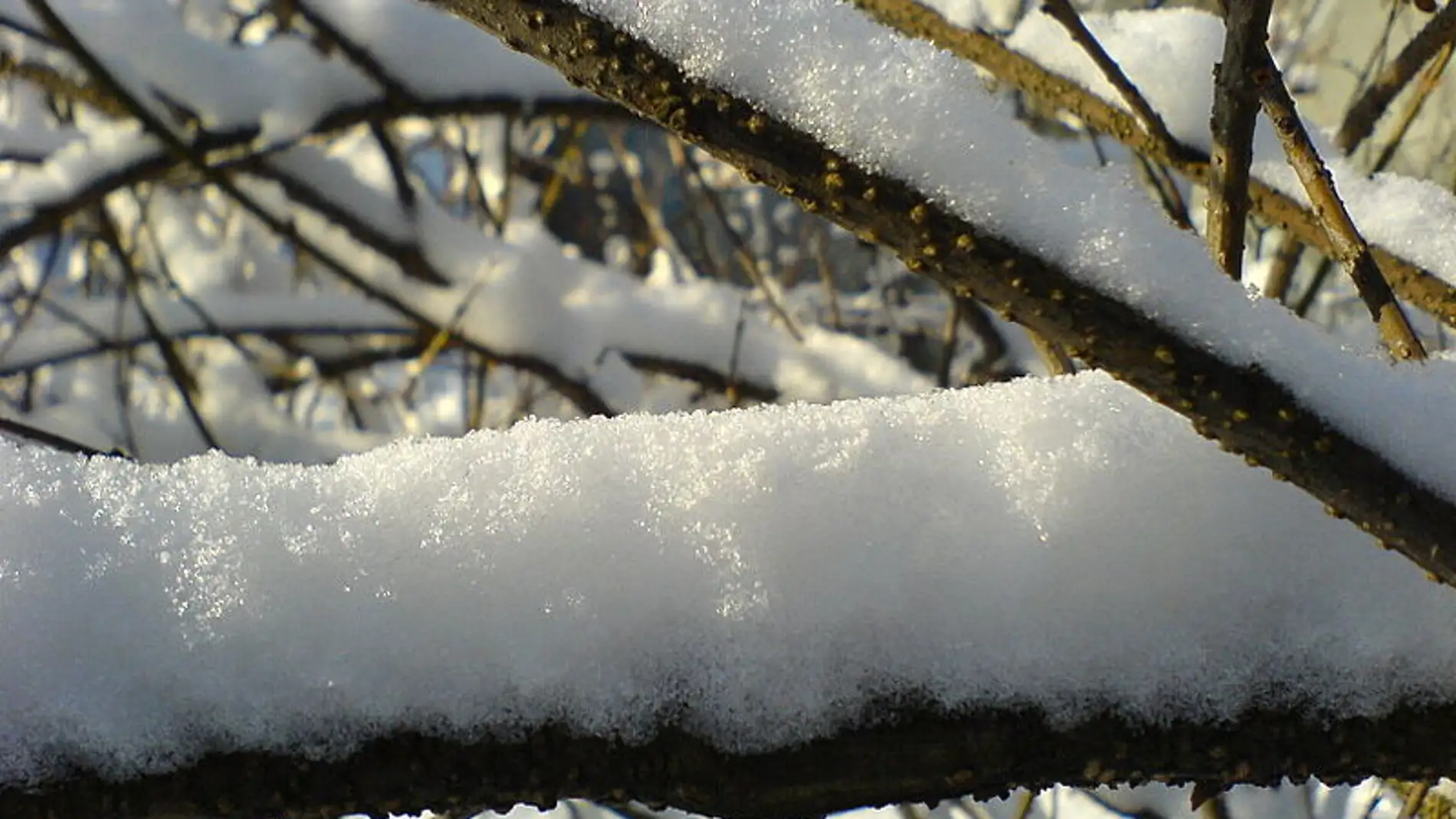 Nieve sobre la rama de un árbol