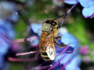 Una abeja "equipada" con un sensor Una abeja "equipada" con un sensor