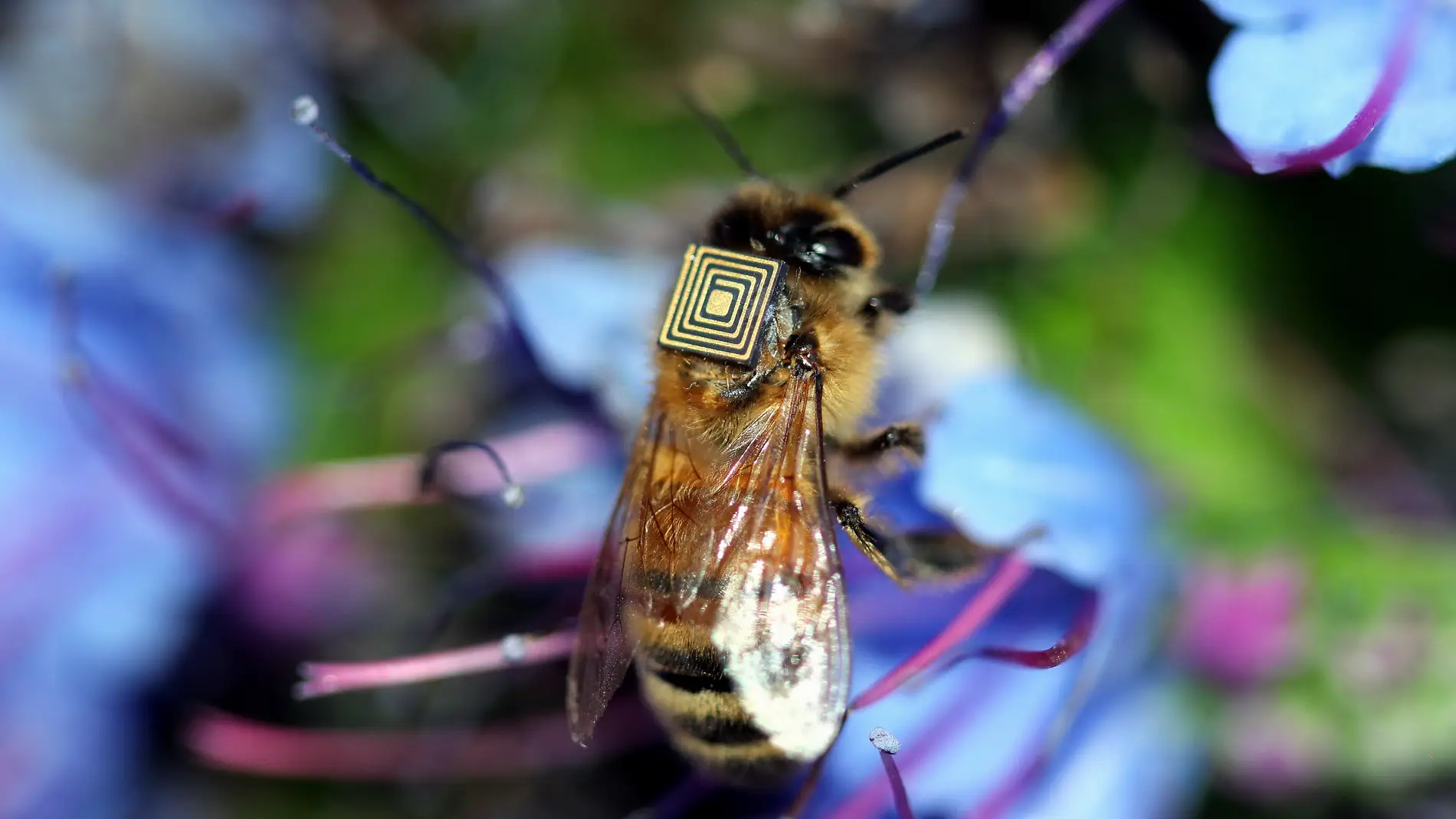 Una abeja "equipada" con un sensor