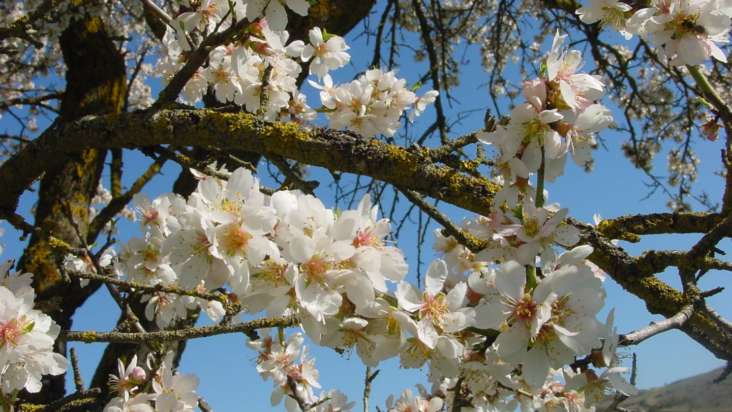 La floración del almendro depende mucho de cada año La floración del almendro depende mucho de cada año