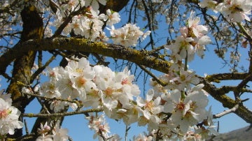 La floración del almendro depende mucho de cada año