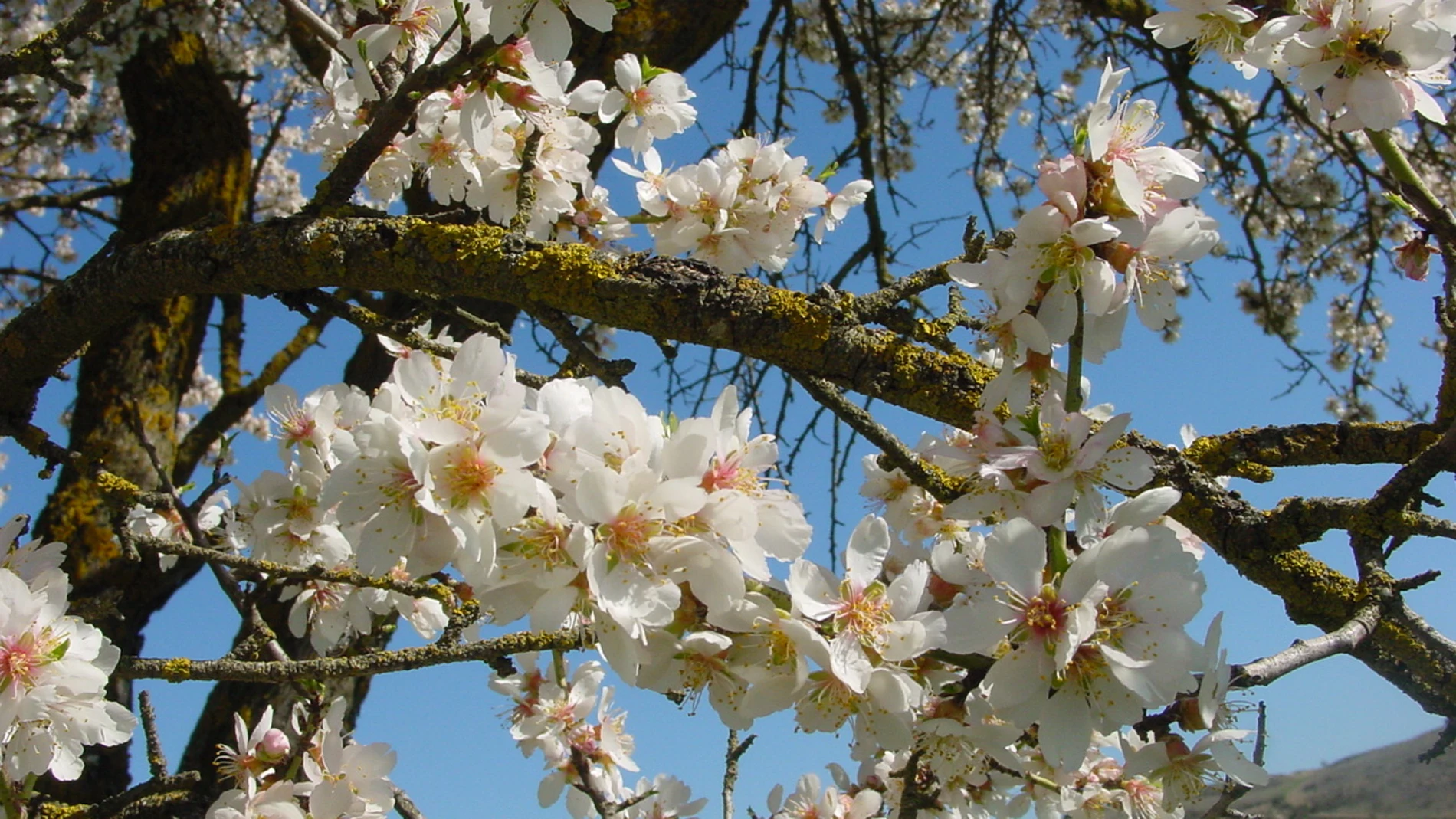 Los almendros en flor y la polinización antes de tiempo disparan las  alergias