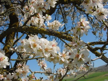 La floración del almendro depende mucho de cada año