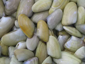 Donax trunculus, nombre común de las coquinas o tellinas Donax trunculus, nombre común de las coquinas o tellinas