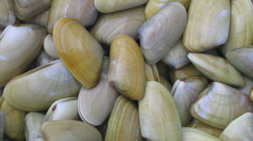 Donax trunculus, nombre común de las coquinas o tellinas
