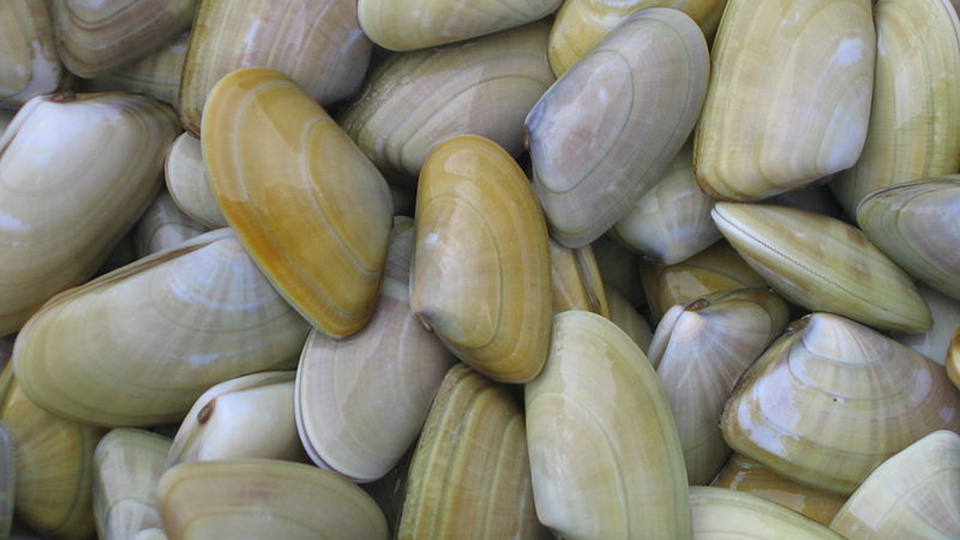 Donax trunculus, nombre común de las coquinas o tellinas