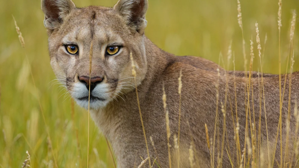 Un puma en el Parque Nacional de Torres del Paine