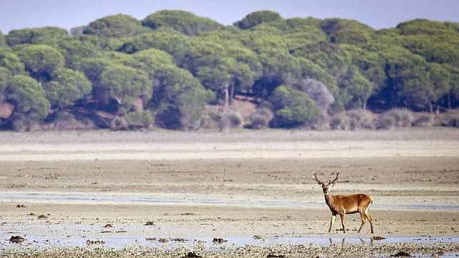 Doñana