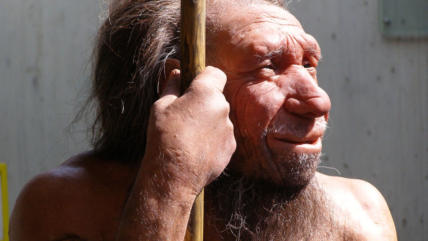 Reconstrucci&oacute;n de un neandertal