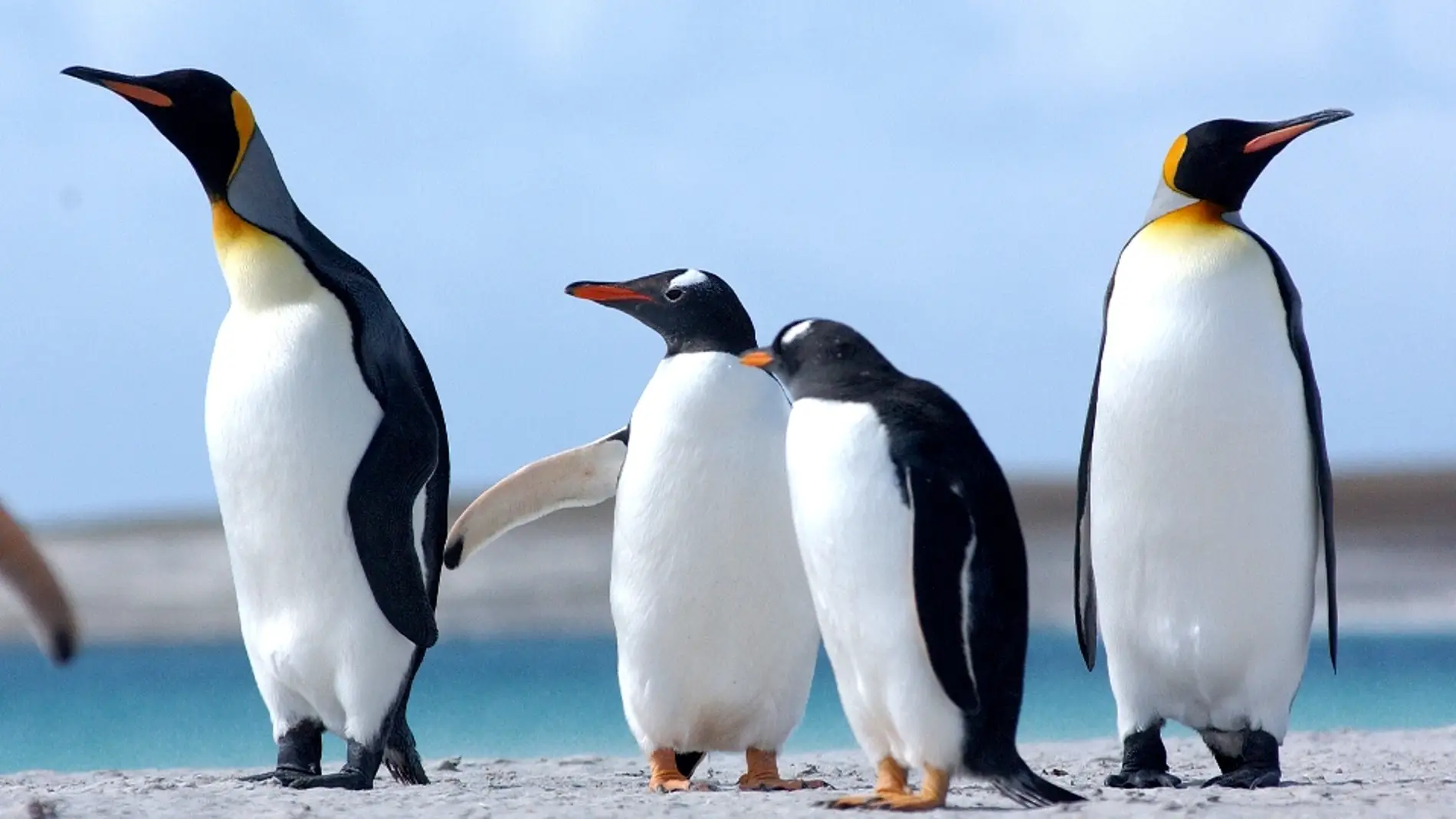 Varios pingüinos en grupo