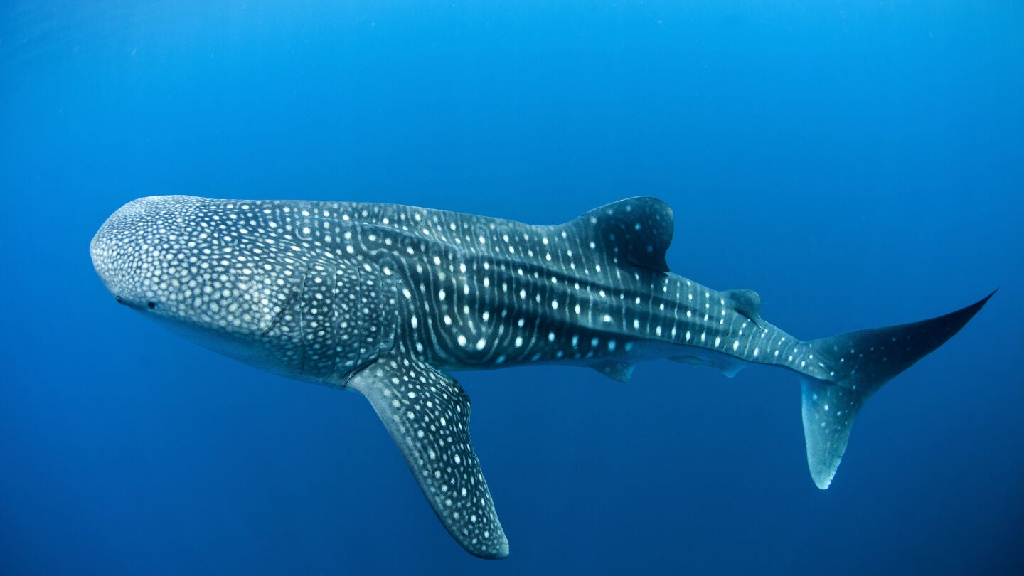 Un ejemplar de tibur&oacute;n ballena en libertad.