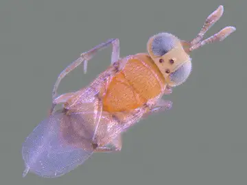 Acerophagus papayae Acerophagus papayae