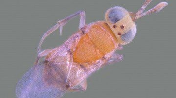 Acerophagus papayae